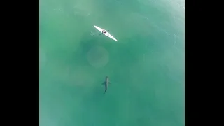 Great White Shark amongst paddlers. Plettenberg Bay