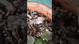 HAZARD OF GROWING AFRICAN VIOLET PLANTS OUTSIDE IN A GREENHOUSE IN AUSTRALIA Snakes Love Humidity !