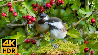 cat videos for cats to watch 🐱❤️ Cute Birds And Red Berries 🍒 No Squirrels(4K HDR)