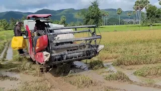 Harvest Rice in Spring