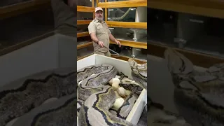 How far can this giant snake strike 😬