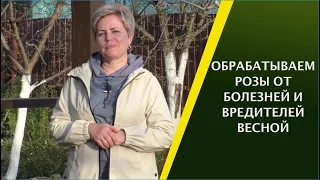 ЧЕМ ОБРАБОТАТЬ РОЗЫ ВЕСНОЙ ОТ БОЛЕЗНЕЙ И ВРЕДИТЕЛЕЙ