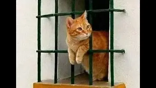 😺 Опасные и смешные! 🐈 Видео смешных котов и котят для хорошего настроения! 😻