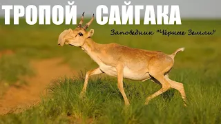 Калмыкия. Тропой сайгака.