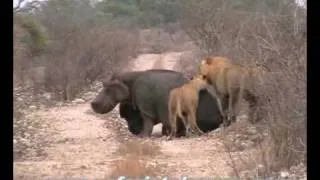 Kruger Lions Kill Hippo (not for sensitive viewers)