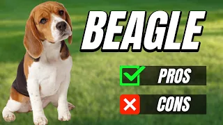 Beagle Pros And Cons: The Best And Worst Dog Ever?