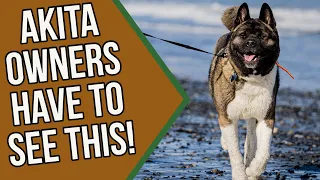 How to Train Your Akita Puppy | Akita Training 101