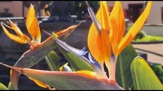 Canarias islands.  Spring has come to Tenerife |  Весна на Тенерифе Канарские острова