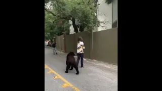 Black bear encounter in Mexico