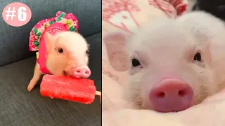 Cute Pig Videos that You Can't Resist #6