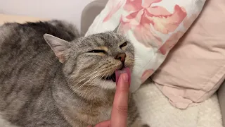 "I lick you because I love you"