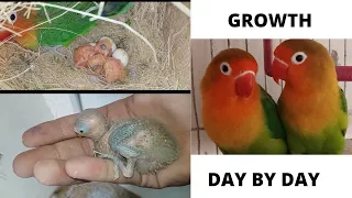 Love Birds chicks Growth day by day || Day 1 to Day 30 || Birds Lovers ||