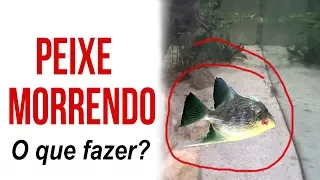 Peixe morrendo / Primeiros socorros