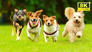 DOGS COLLECTION | 8K ULTRA HD VIDEO | 8K DOGS - PUPPIES 60FPS DEMO | ANIMAL VIDEO