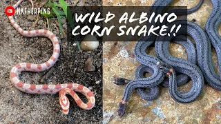 I Found a WILD Albino Corn Snake! 4 Snakes Under One Piece of Tin and More Early Summer Herping!