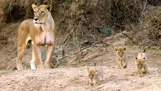 Newborn Lion Cubs Are Introduced to Their Cousins