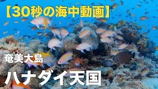 【30秒の海中動画】鹿児島 奄美大島 ハナダイ天国/ Paradise of Anthias. Amami island【4K】