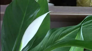 What does a spathiphyllum need for flowering?