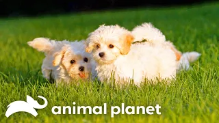 Witness the Heartwarming Journey of Maltipoo Puppy Care | Too Cute! | Animal Planet