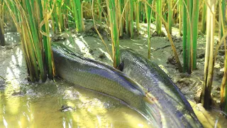 Best Finding Fish & Catching Fish In Rice Fields