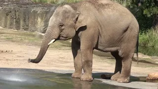 Elefanten im Kölner Zoo