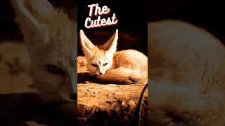 Meet the Fennec Fox: The Cutest Desert Dweller #shorts