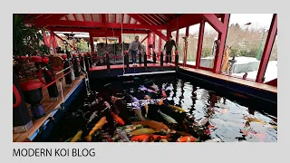 Modern Koi Blog #5092 - Deshalb beleuchtet Rudi seine Koi im Glashaus