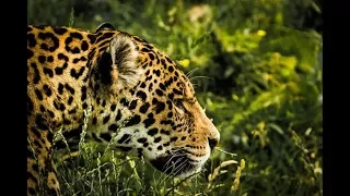 [2017] Die Fährte des Jaguars - Im Dschungel Guyanas [Dokumentarfilm HD]