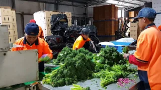 Connect Group seasonal workers packing broccolini in WA