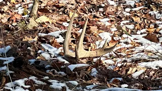 Shed hunting: Starting off 2023 right with some big sheds!