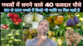 50 से 100 रुपए में मिलने वाले ये फलदार पौधे अभी किसी भी नर्सरी में मिल जाते है fruits plant nursery