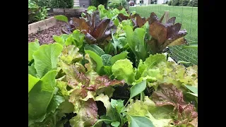 The Secret to Getting Lots of Lettuce From Your Raised Beds - Part 2
