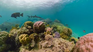 GoPro Awards: Fusion Reef Radio