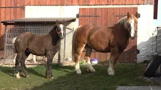 Caii lui Ilie Hutan de la Horodnic de Sus, Bucovina 2018 Nou !!!