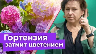 ГОРТЕНЗИЯ ЦВЕТЕТ ОГРОМНЫМИ ШАПКАМИ, если знать эти нюансы! Подкормка, уход, черенкование гортензии