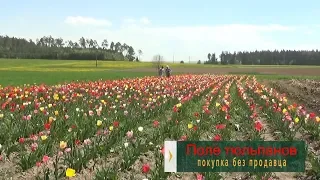 Поле тюльпанов. Как продают цветы в Германии без продавцов.