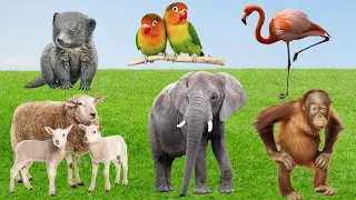 Cute animals around us - Elephant, Binturong, Orangutan, Sheep, Flamingo,- Animal sounds