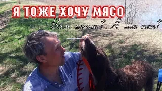 Собака кушает шашлык с шампура.. очень смешная собака