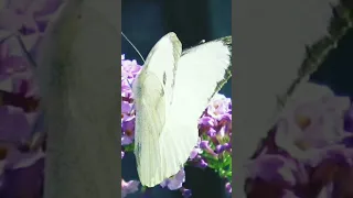 🦋🌼White Butterfly | peace | good luck❤🙏