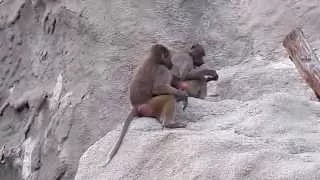 Bad Dezső evil makes Maszatka (Hamadryas Baboons, Budapest Zoo)