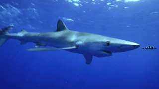 Blue Sharks Azores 2016