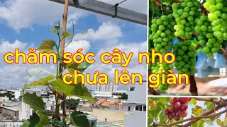 Cách trồng và chăm sóc cây nho trồng chậu từ nhỏ đến 2 tháng, chăm sóc nho giai đoạn chưa lên giàn.