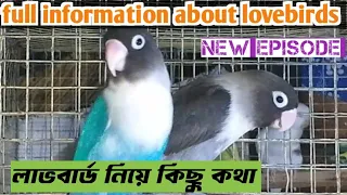 Lovebirds Basic Information//লাভ বার্ড সম্মন্ধে কিছু ধারণা// Full Information of Lovebirds।