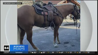 Horses found slaughtered in Southwest Miami-Dade