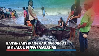 Pagdagsa ng galunggong at tambakol sa dalampasigan, pinagkaguluhan | ABS-CBN News