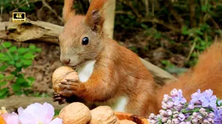 Most Beautiful Squirrels Video | Breathtaking Fairytail Forest | Birds Sounds | 432 Hz Music | 4K