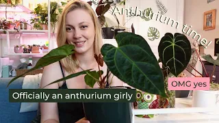 Growth updates on some of my favourite anthurium