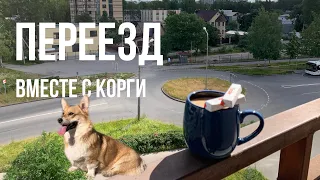 Переезд, самостоятельная жизнь с корги