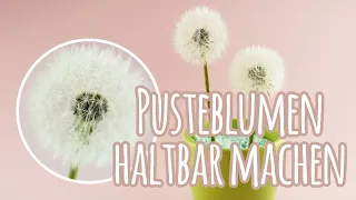 Pusteblumen haltbar machen | DIY Anleitung - Frühlingsdekoration - Talu.de