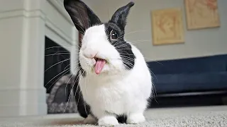 How rabbit tongues work (in slow motion)